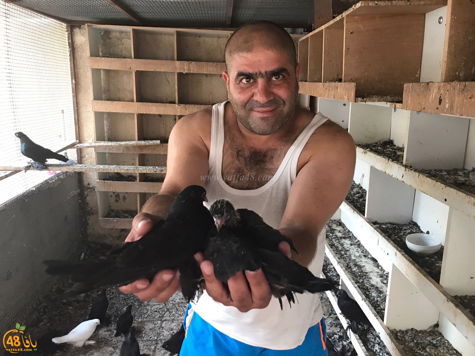 zohdi 3ashoor 7amam (1).jpg